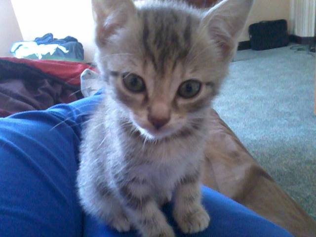 Quel race et quel prix vos mes chats ?