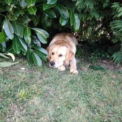 Cagnotte pour sauver mon chien Charly