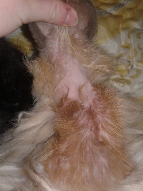 Lapin : perte de poils