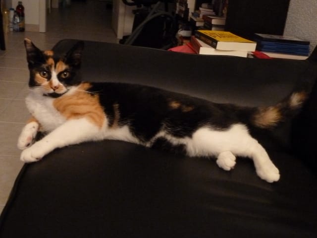 Quelles croquettes pour Maya ?