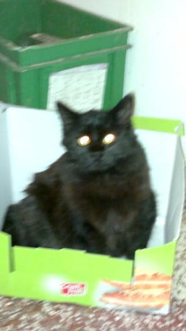 mon chat ne va plus à sa litiere 