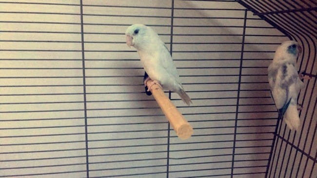 Graines de tournesol et perruches