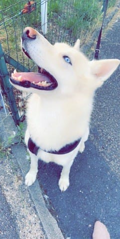 Besoin de conseil - adoption deuxième chien