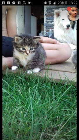 Mon chaton aura-t-il les poils longs ou courts ?