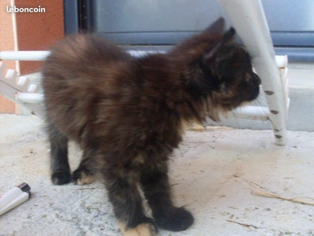 Mon chaton aura-t-il les poils longs ou mi-longs ?