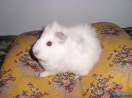 les cochon d'inde c'est nouveaux