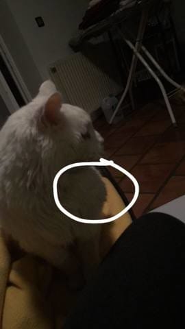 grosseur en haut de la patte