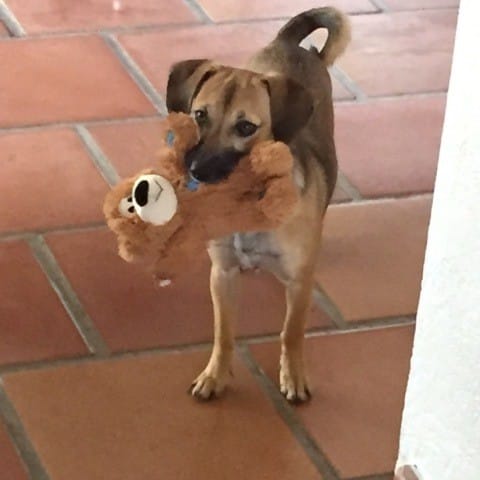 mon chien est destructeur que faire ?