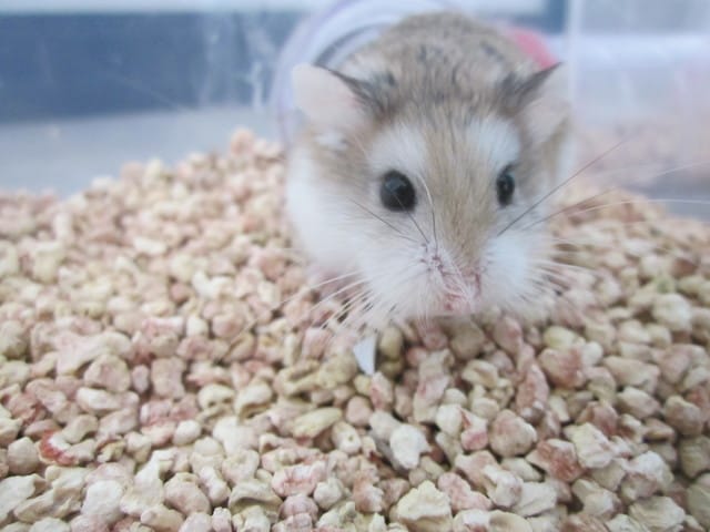 Présentations de mes chous