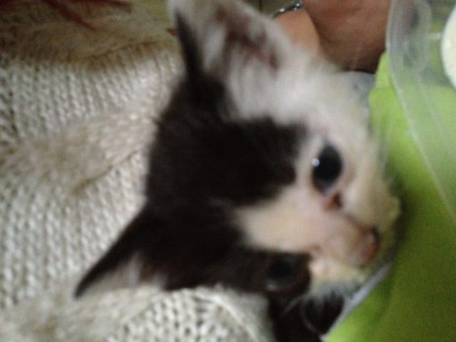 BESOIN D'AIDE POUR UN CHATON