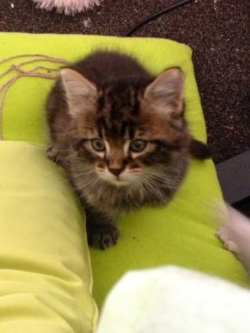 Nouveau petit chaton