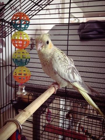 Ally ma nouvelle calopsitte