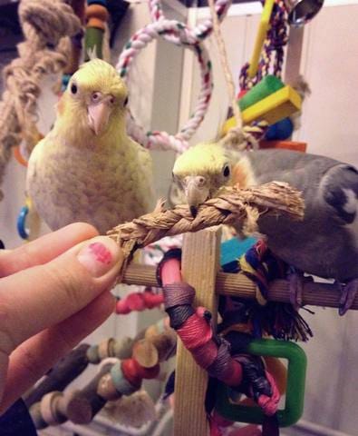 Laisser calopsitte à la maison