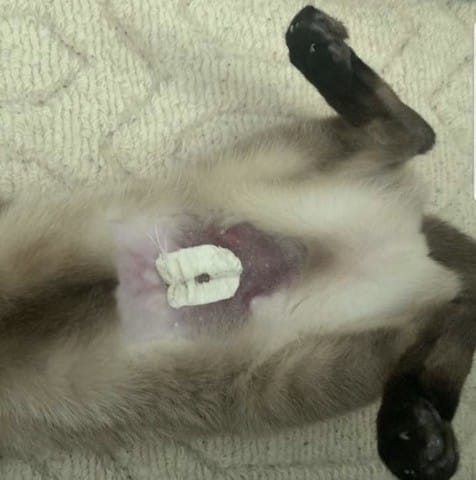 Rougeur après stérilisation ( ovaraictomie )