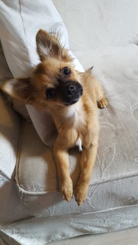Chiot  de 7 moi se retourne sans arret aprés avoir que des jeunes lui ai lancer des cailloux