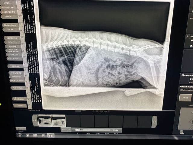 Mon chien boite de plus en plus