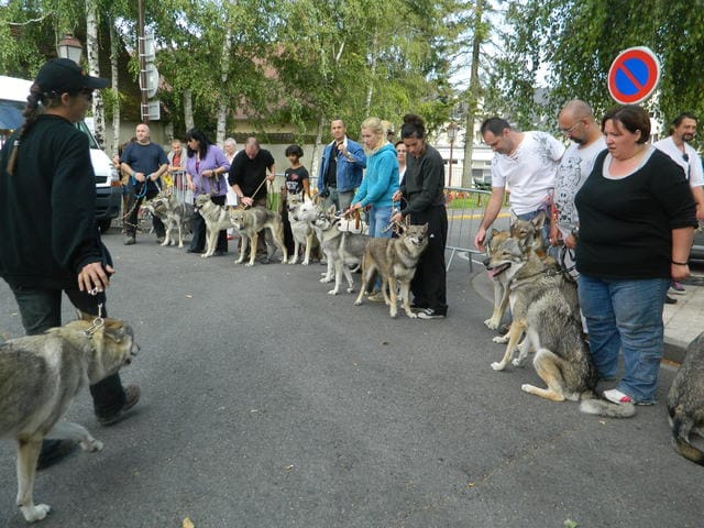 Fête du chien, à Mehun sur Yévre