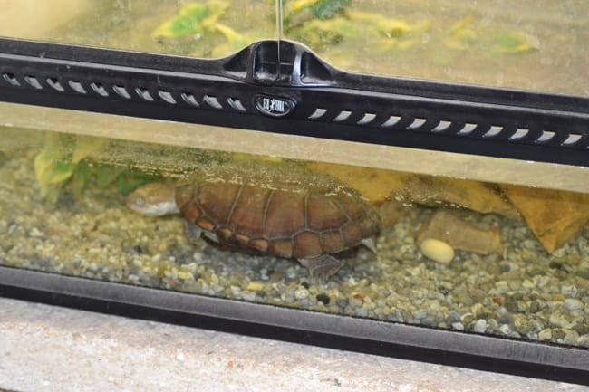 Ma tortue pelomedusa a pondu