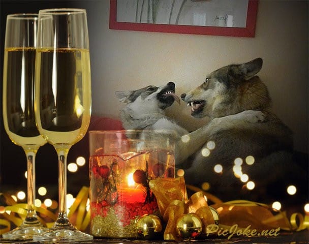 Joyeuses fêtes à tous les membres et à l'équipe de wamiz