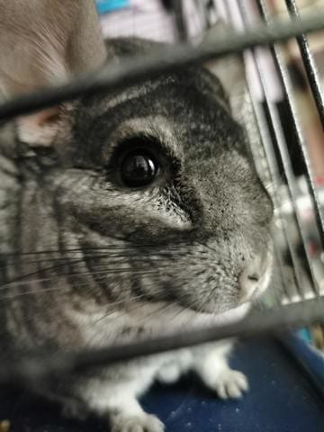 poil ébouriffé sous un oeil