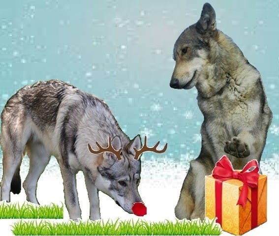 De très bonnes fêtes à tous les wamiziens