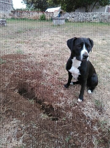 Besoin d'un oeil d'expert pour connaître le croisement de mon chiot