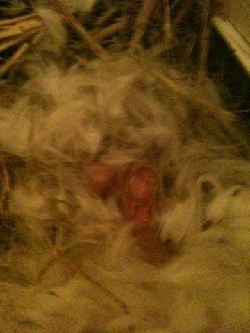 Mes lapereaux sont nés