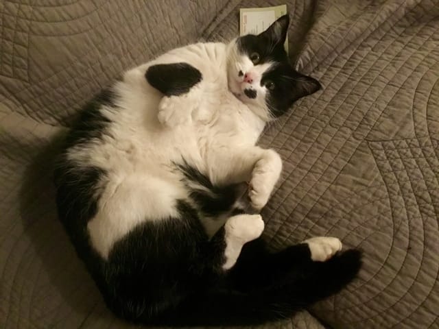 Je crois que mes chat son trop gros