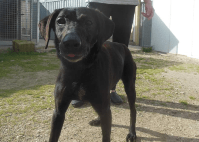 Renseignement race chien