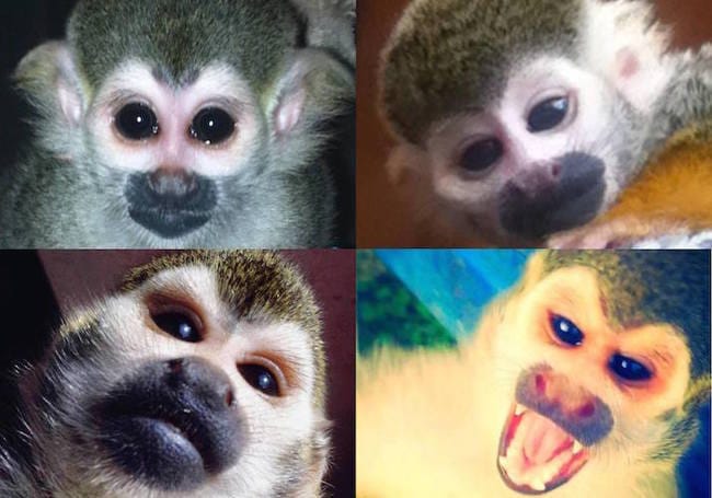 Sauvons Tao et Lulu, singes arrachés à leur adoptante, victimes d'une procédure judiciaire brutale