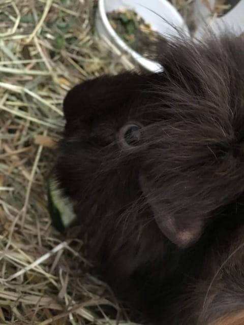 Cochon d’inde