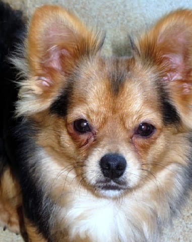 Jaune d’œuf pour chien de ~ 5kg.