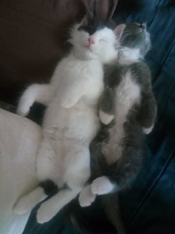 Quelle fréquence pour le vermifuge ?