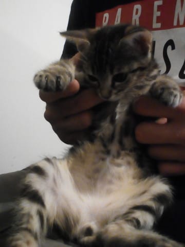 Mon chat es til de la race Sokoke ?