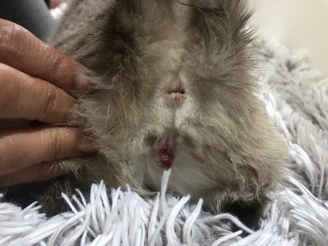 écoulement vaginal chatte enceinte