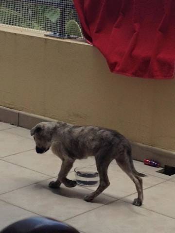 De quelle race est-elle ?