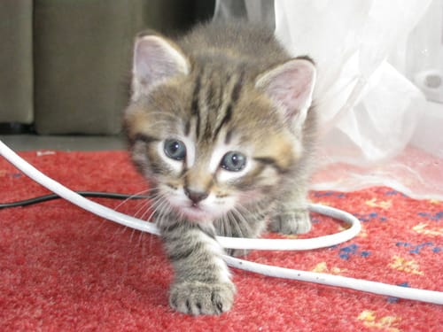 Mon Nouveau Chaton !!♥