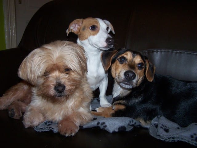 Présentation de nos bébés ♥