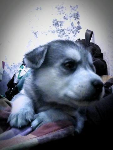 Un appartement pour Nerghal qui risque de se retrouver avec une femme maltraitante