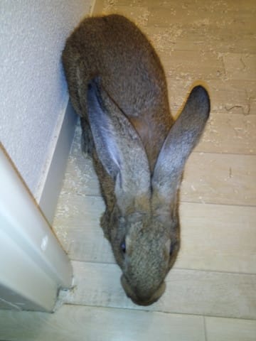 Demande d'information sur l'espece de mon lapin