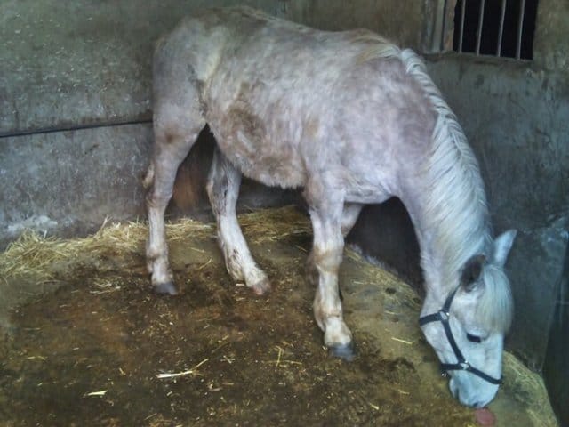 connaissez vous le métier de "chuchoteur"?