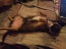 poid de vos chihuahua