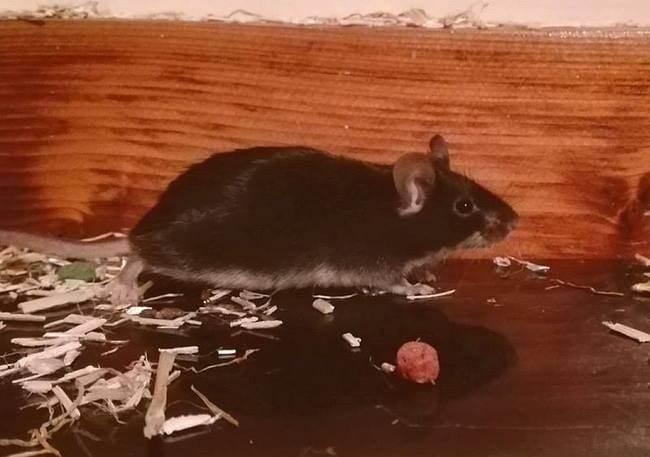 3 souris mâle de 4 mois à adopter