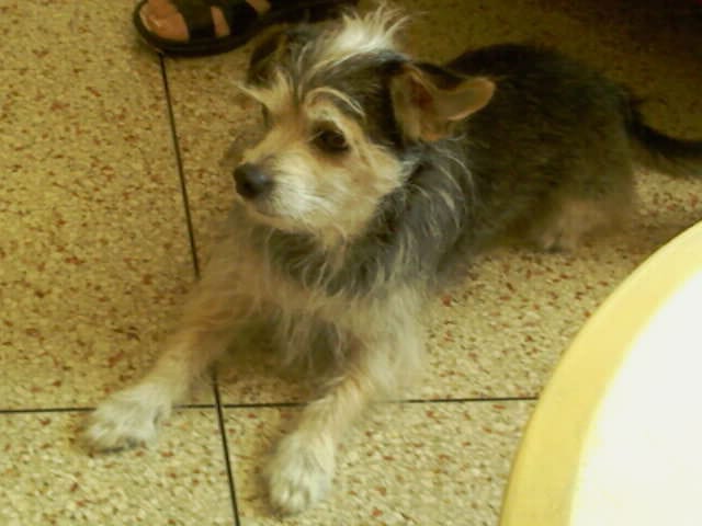 Mon chien me grogne !