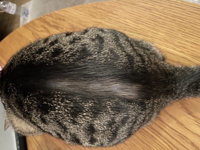 Perte de poils localisée