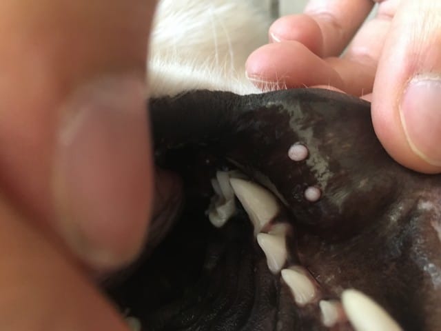Boutons blancs dans la bouche