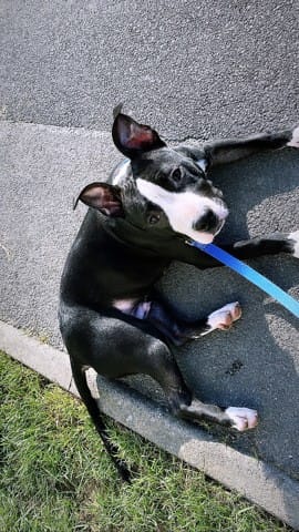 es ce que mon chien et un staff ?