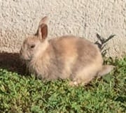 Lapin nain sauvage