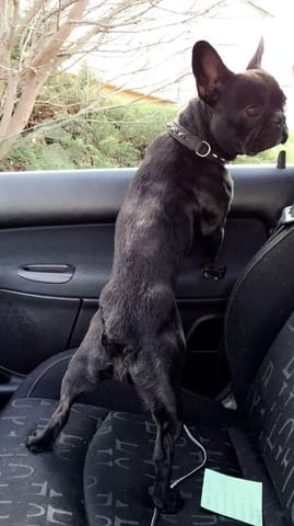 comment faire prendre du poid à mon bouledogue