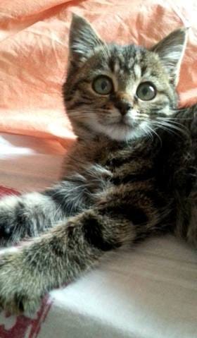 J'hésite à faire adopter mon chaton